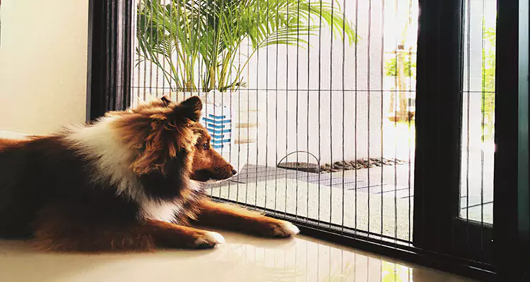 Sliding Screen Pet Door Repair in Pembroke Pines, FL