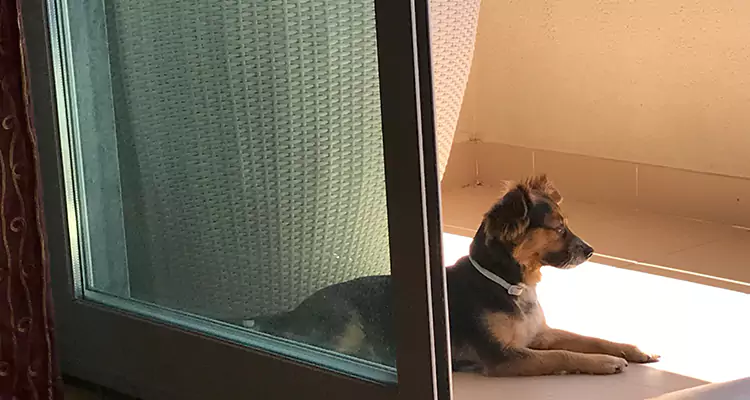French Door Pet Screen Repair in Pembroke Pines, FL